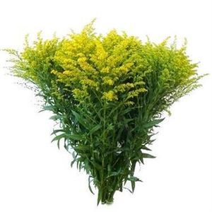 SOLIDAGO CARZAN GLORY 70/30